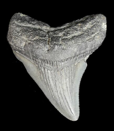Bargain, Juvenile Megalodon Tooth - Georgia #43044